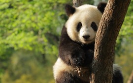 Papel de parede Panda na Árvore
