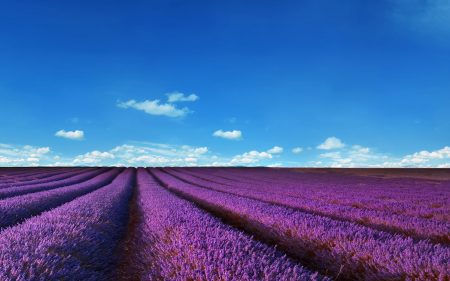 Papel de parede Campos de lavanda para download gratuito. Use no computador pc, mac, macbook, celular, smartphone, iPhone, onde quiser!