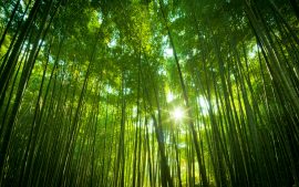 Papel de parede Floresta de bambu japonês