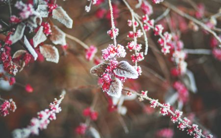 Papel de parede Folhas de cereja de neve para download gratuito. Use no computador pc, mac, macbook, celular, smartphone, iPhone, onde quiser!