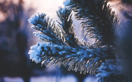 Papel de parede Árvores cobertas de neve para download gratuito. Use no computador pc, mac, macbook, celular, smartphone, iPhone, onde quiser!