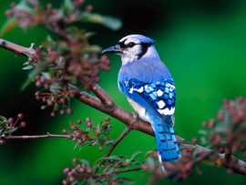 Papel de parede Pássaro Azul Lindo