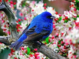 Papel de parede Pássaro azul na cerejeira