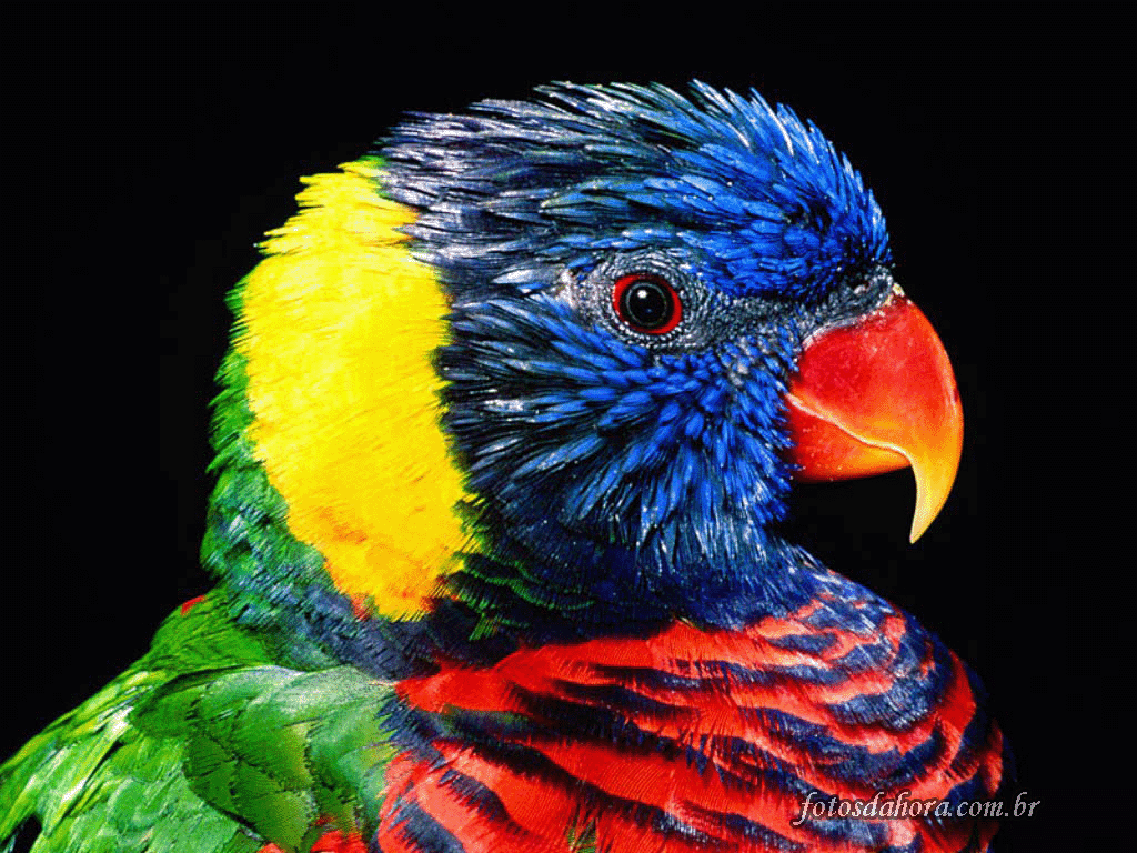 Papel de parede Pássaro Colorido para download gratuito. Use no computador pc, mac, macbook, celular, smartphone, iPhone, onde quiser!