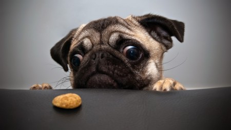 Papel de parede Pequeno Pug para download gratuito. Use no computador pc, mac, macbook, celular, smartphone, iPhone, onde quiser!