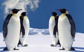 Papel de parede Pinguim – Quatro