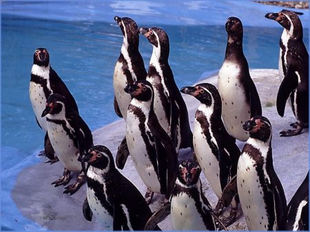 Papel de parede Pingüins para download gratuito. Use no computador pc, mac, macbook, celular, smartphone, iPhone, onde quiser!