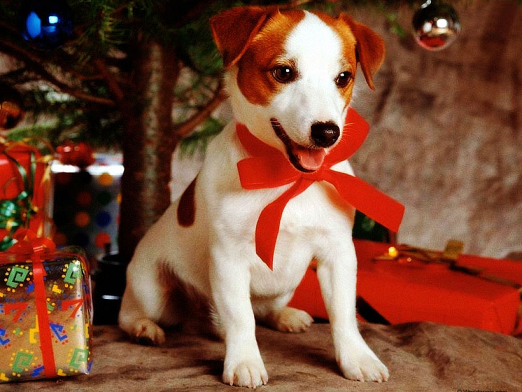 Papel de Parede Presente de Natal - Cachorro Wallpaper para Download no  Celular ou Computador PC