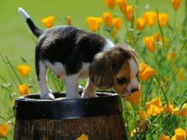 Papel de parede Primavera – Cachorro e a Flor