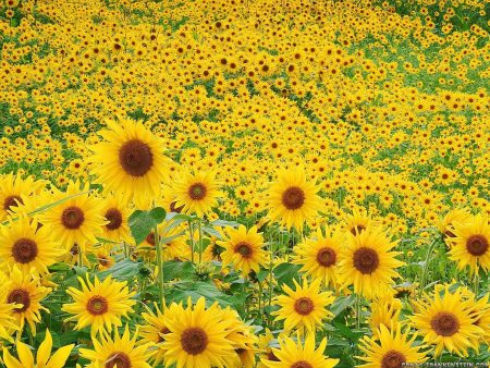 Papel de parede Primavera – Girassóis para download gratuito. Use no computador pc, mac, macbook, celular, smartphone, iPhone, onde quiser!