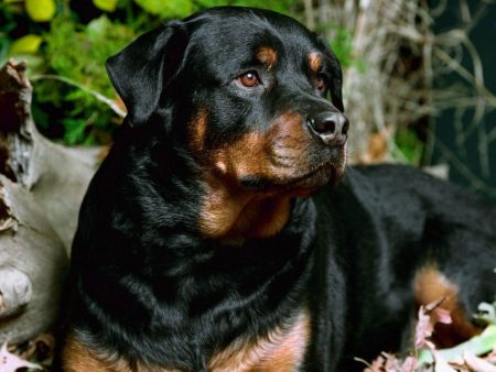 Papel de parede Rottweiler para download gratuito. Use no computador pc, mac, macbook, celular, smartphone, iPhone, onde quiser!