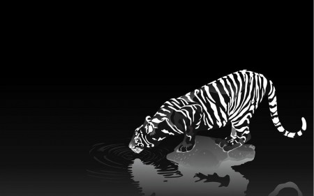 Papel de parede Tigre Branco e Preto para download gratuito. Use no computador pc, mac, macbook, celular, smartphone, iPhone, onde quiser!