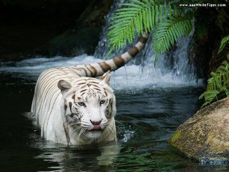 Papel de parede Tigre Branco para download gratuito. Use no computador pc, mac, macbook, celular, smartphone, iPhone, onde quiser!