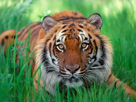 Papel de parede Tigre deitado para download gratuito. Use no computador pc, mac, macbook, celular, smartphone, iPhone, onde quiser!