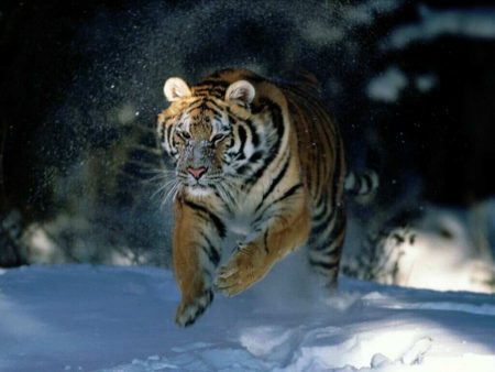 Papel de parede Tigre na Neve #2 para download gratuito. Use no computador pc, mac, macbook, celular, smartphone, iPhone, onde quiser!