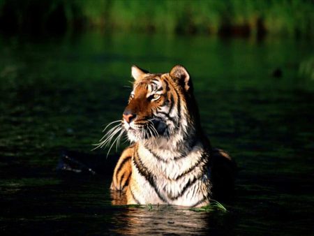 Papel de parede Tigre no Lago para download gratuito. Use no computador pc, mac, macbook, celular, smartphone, iPhone, onde quiser!