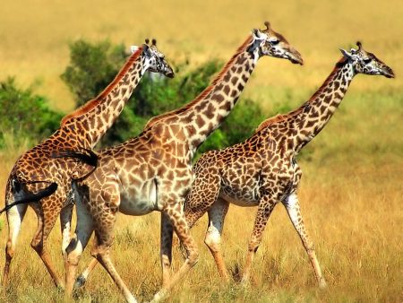 Papel de parede Trio de Girafas para download gratuito. Use no computador pc, mac, macbook, celular, smartphone, iPhone, onde quiser!