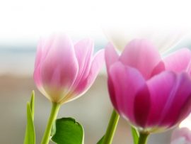 Papel de parede Tulipa rosa