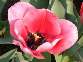 Papel de parede Tulipa