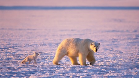 Papel de parede Urso Polar Acompanhado para download gratuito. Use no computador pc, mac, macbook, celular, smartphone, iPhone, onde quiser!