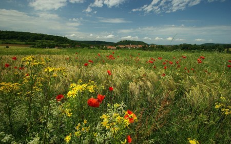 Papel de parede Vilarejo de Flores do Campo para download gratuito. Use no computador pc, mac, macbook, celular, smartphone, iPhone, onde quiser!