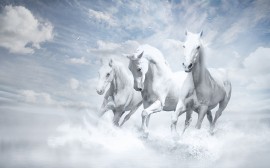 Papel de parede Cavalos Brancos