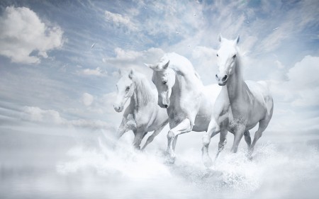 Papel de parede Cavalos Brancos para download gratuito. Use no computador pc, mac, macbook, celular, smartphone, iPhone, onde quiser!