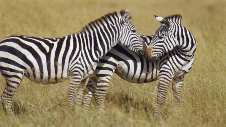 Papel de parede Zebras para download gratuito. Use no computador pc, mac, macbook, celular, smartphone, iPhone, onde quiser!