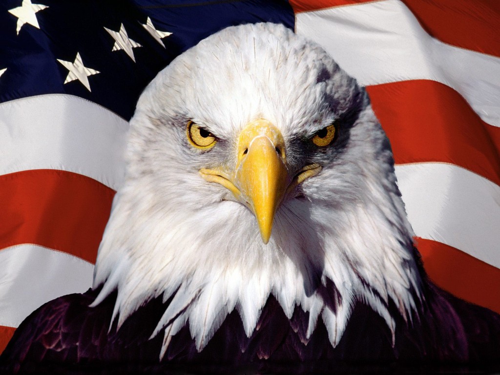 Papel de parede Águia – Americana para download gratuito. Use no computador pc, mac, macbook, celular, smartphone, iPhone, onde quiser!