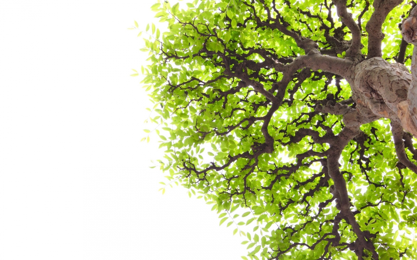 Papel de Parede Árvore Vista de Baixo ao Topo Wallpaper 