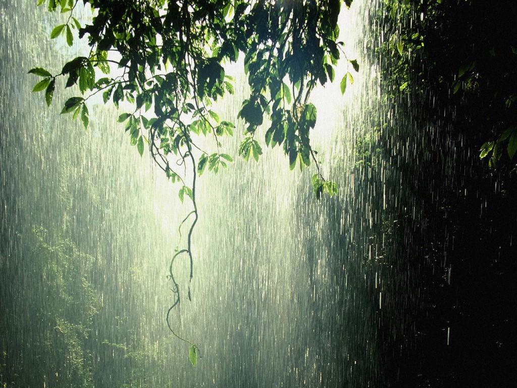 chuva-na-Arvore_6400_1024x768.jpg